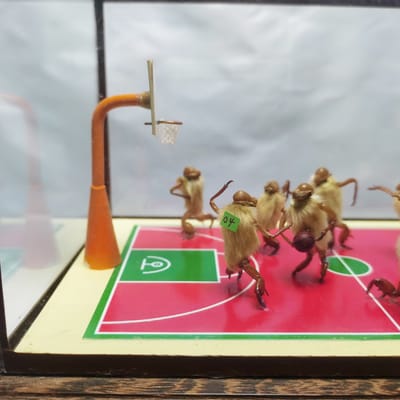 老北京毛猴价格