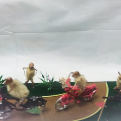 北京在哪儿能买到毛猴