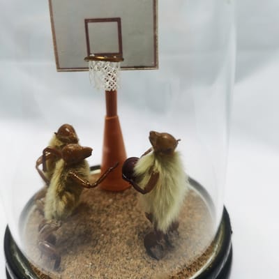 北京毛猴多少钱