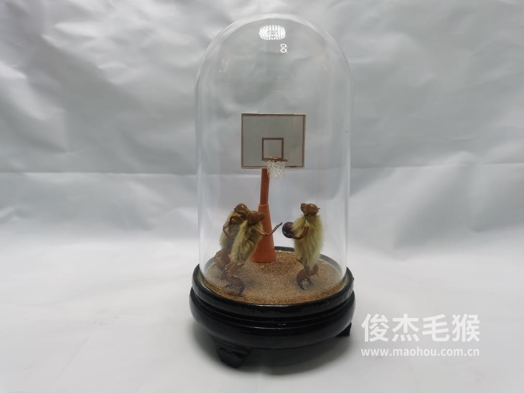 打篮球_小型北京毛猴作品1.jpg