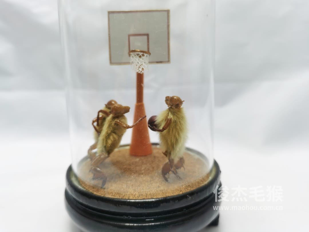 打篮球_小型北京毛猴作品2.jpg