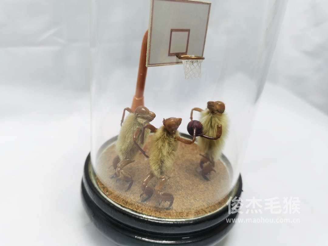 打篮球_小型北京毛猴作品5.jpg