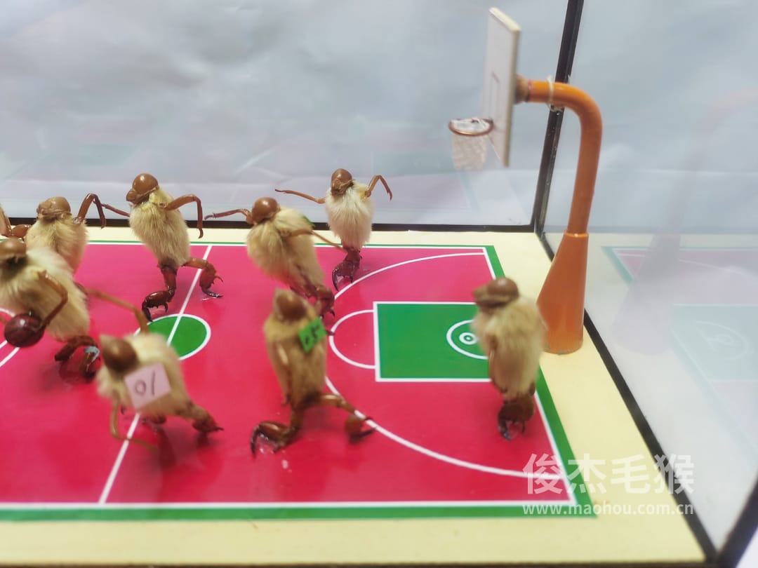 篮球比赛_大型北京毛猴作品2.jpg