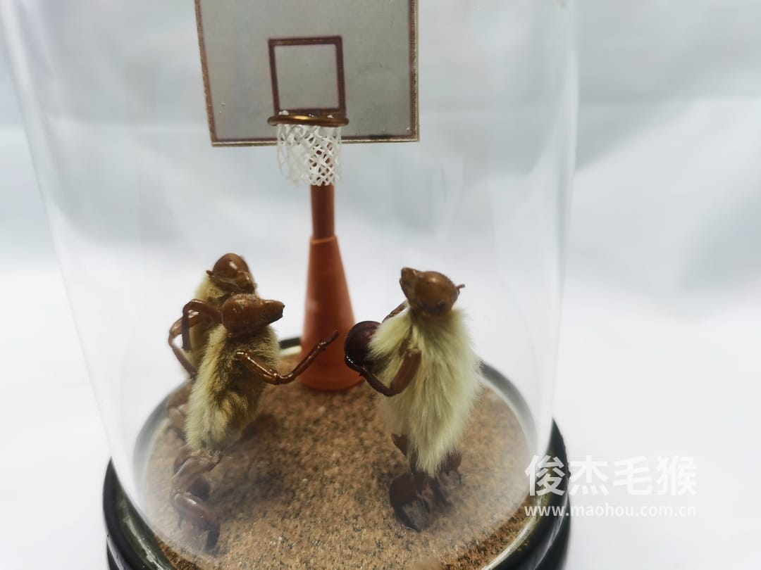 北京毛猴多少钱1 北京毛猴多少钱1