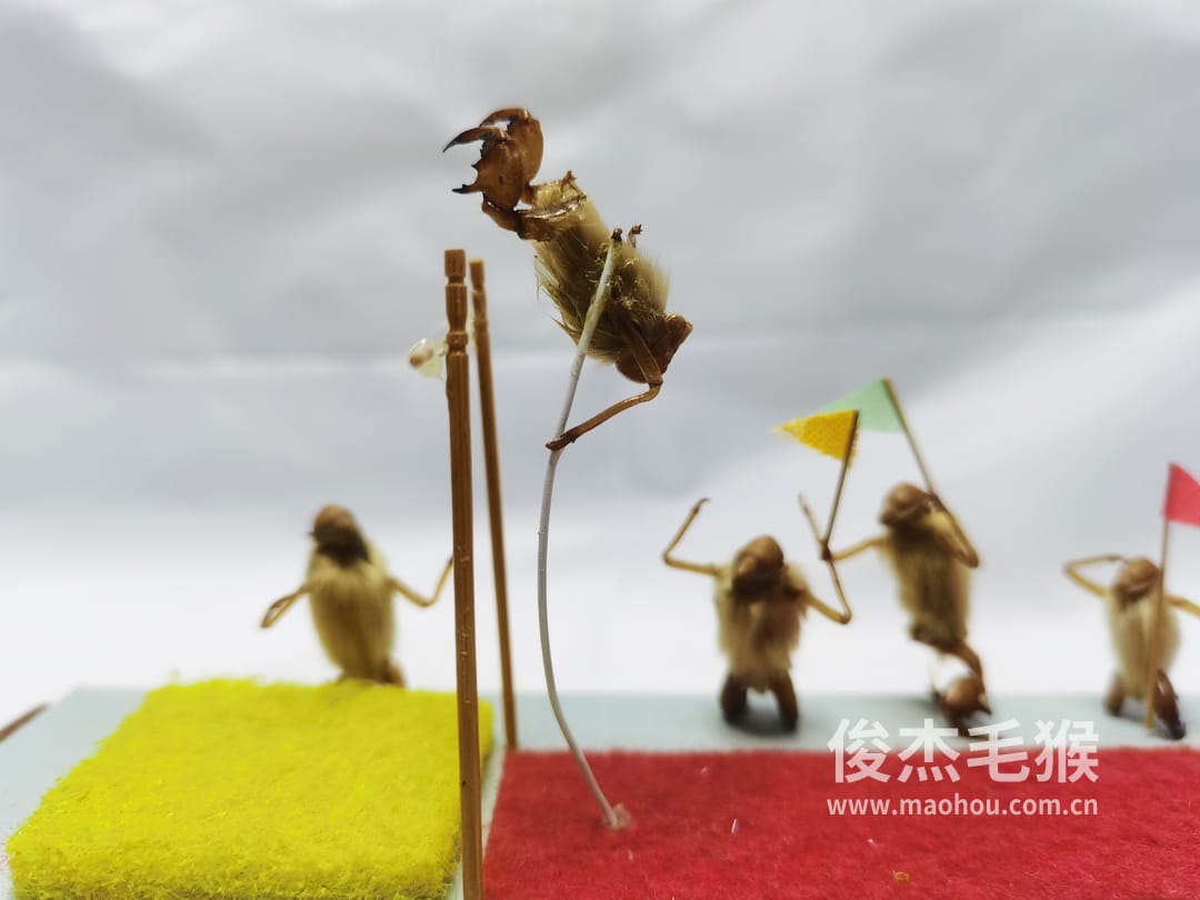 北京毛猴多少钱3 北京毛猴多少钱3