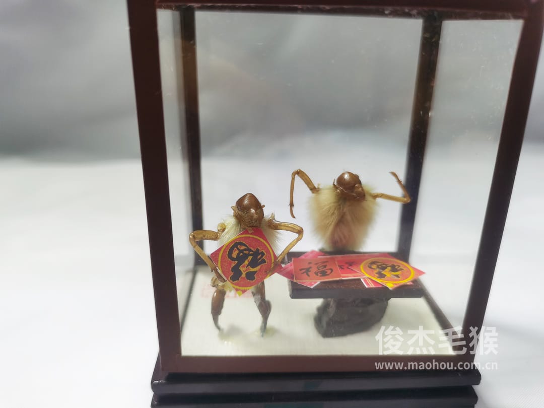 福到了_小型北京毛猴作品_玻璃方形底座+方形玻璃罩1.jpg