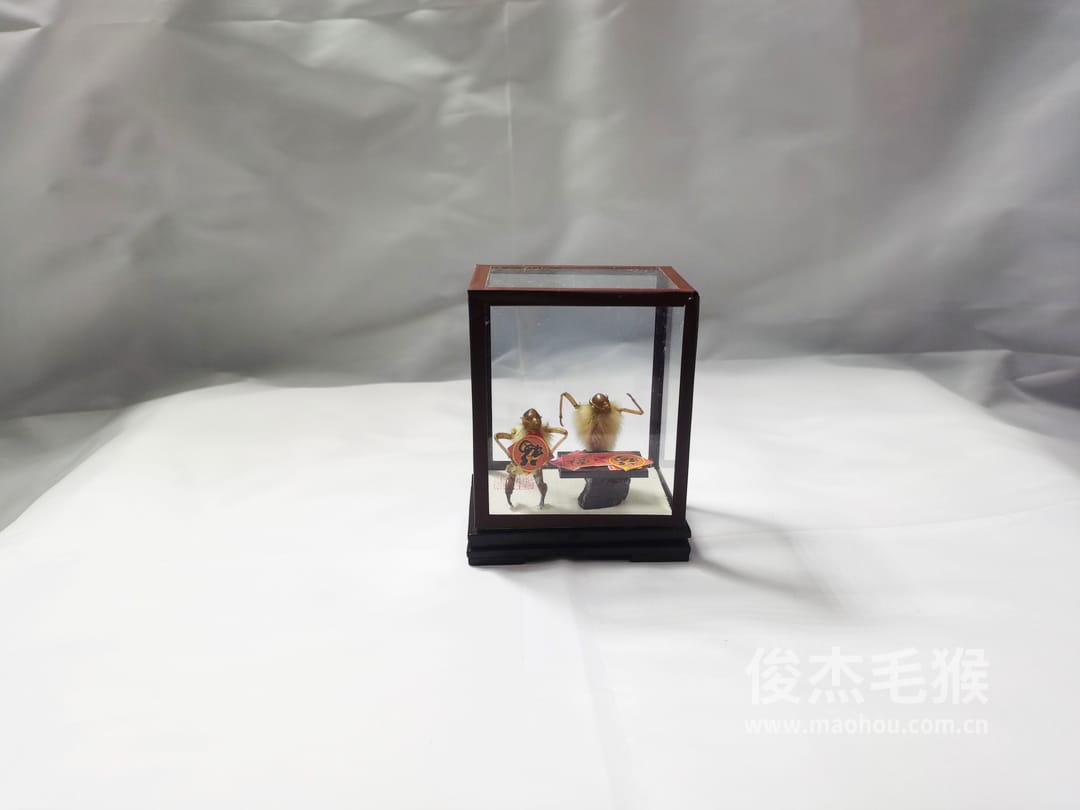 福到了_小型北京毛猴作品_玻璃方形底座+方形玻璃罩5.jpg