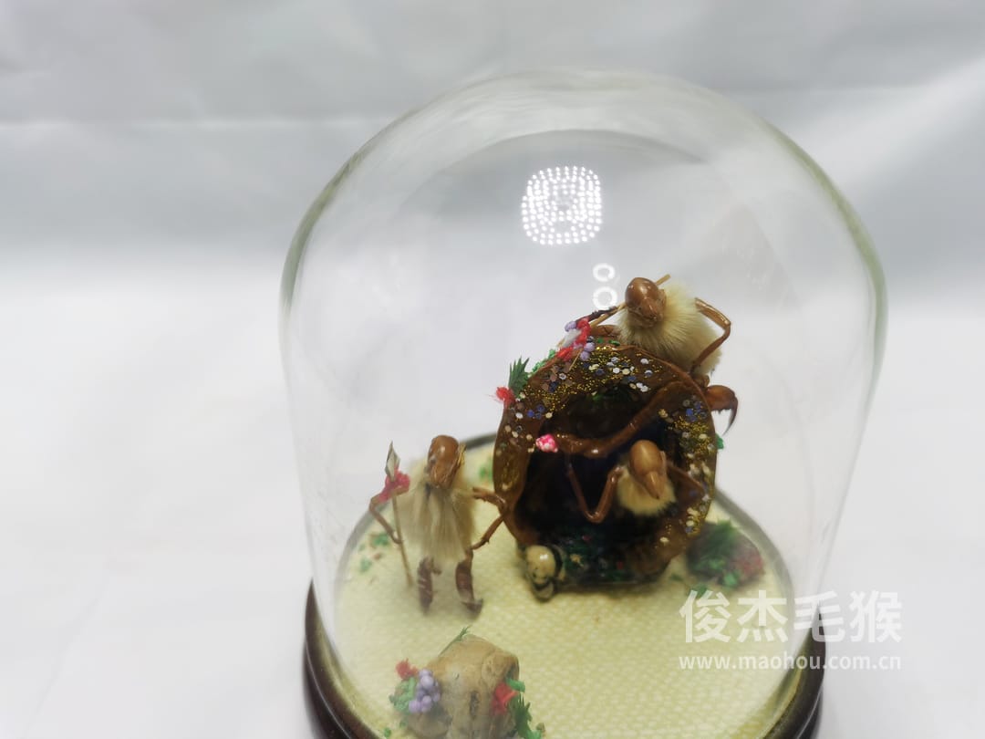 和和睦睦_小型北京毛猴作品_桦木底座+圆玻璃罩6.jpg