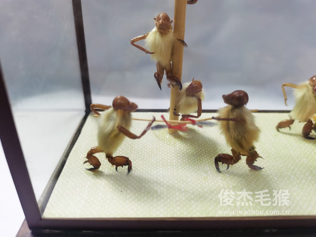 猴戏风车_中型北京毛猴作品_鸡翅木木托+方形玻璃罩5.jpg