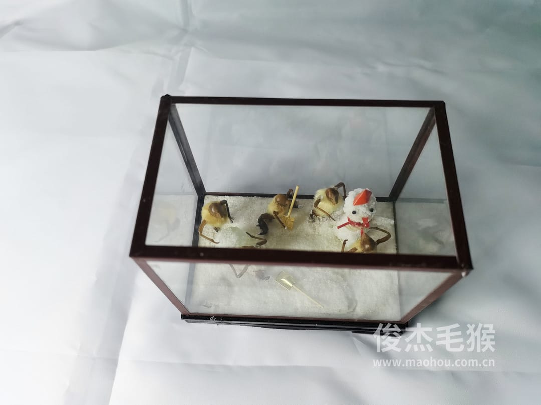 堆雪人_中型北京毛猴作品_玻璃方形底座+方形玻璃罩
5.jpg