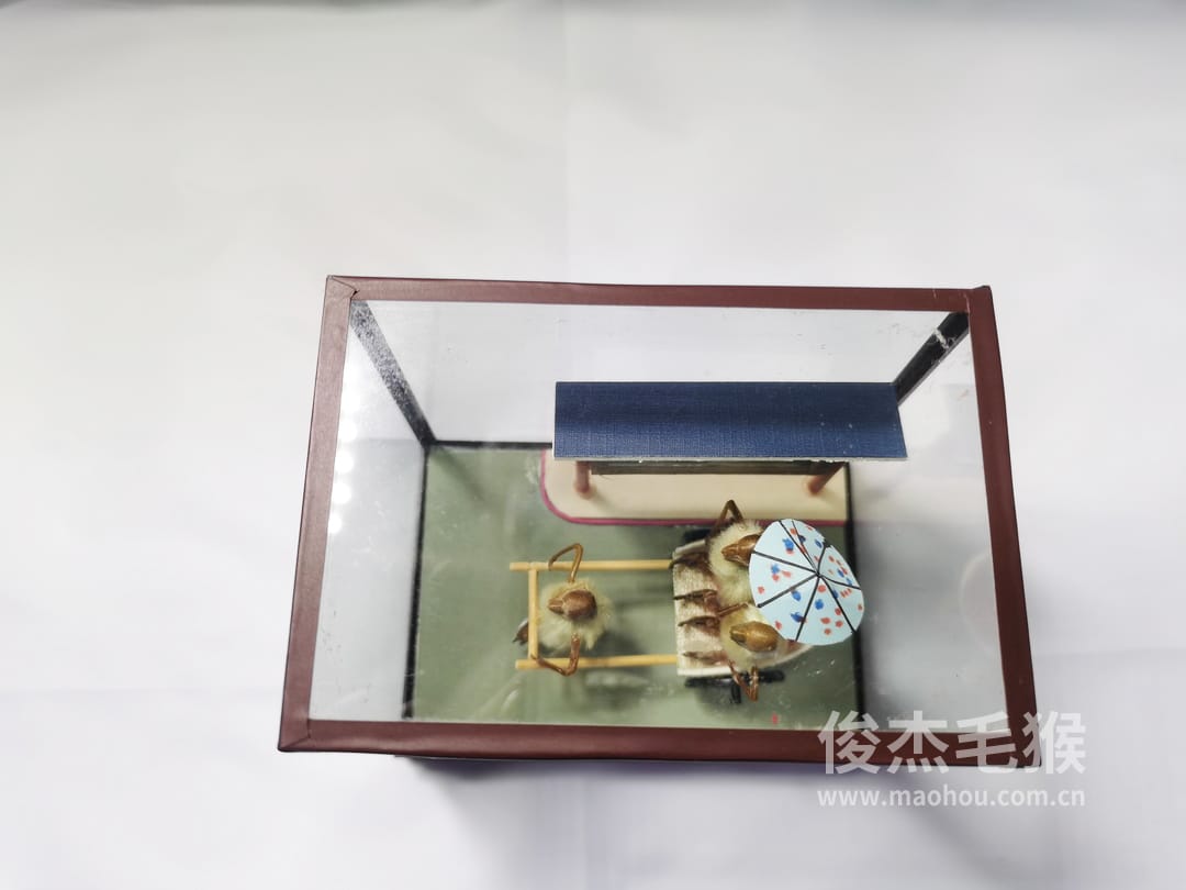 拉洋车（二）_小型北京毛猴作品_桦木底座+圆玻璃罩4.jpg