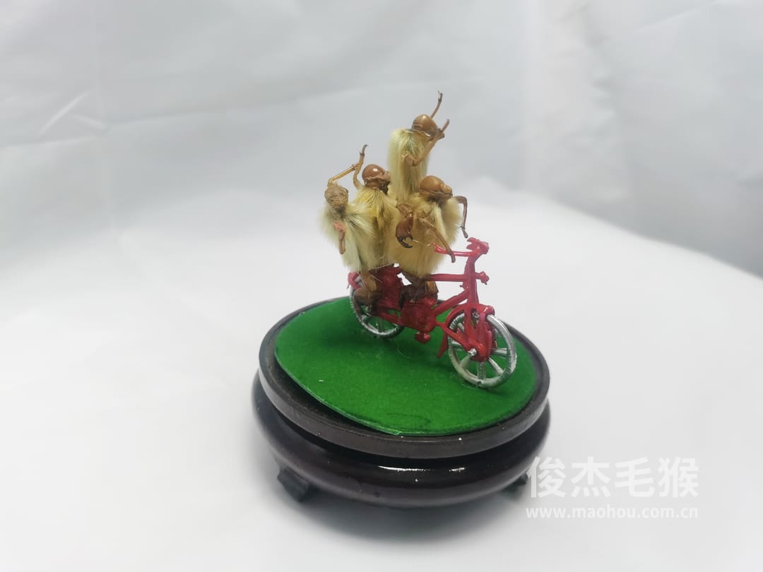 骑自行车_小型北京毛猴作品_桦木底座+圆玻璃罩3.jpg