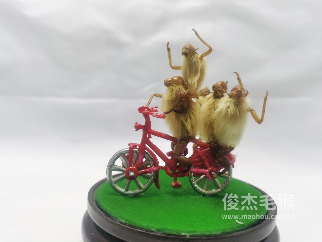 骑自行车_小型北京毛猴作品_桦木底座+圆玻璃罩4.jpg