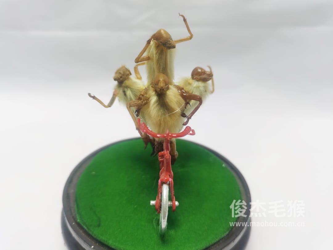 骑自行车_小型北京毛猴作品_桦木底座+圆玻璃罩5.jpg