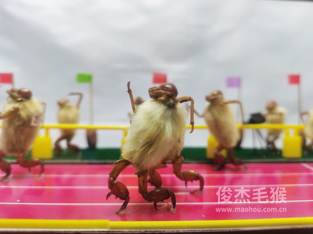 赛跑_大型北京毛猴作品_红木木托+方形玻璃罩2.jpg