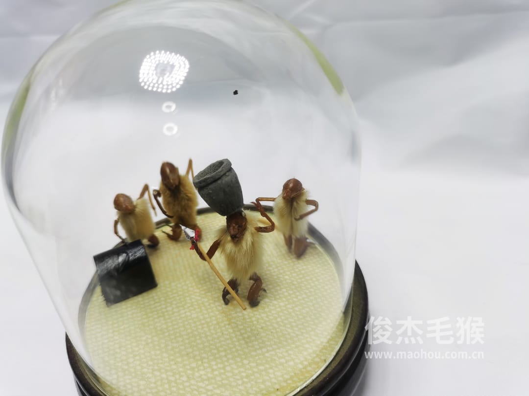 杂技顶缸_小型北京毛猴作品_桦木底座+圆玻璃罩3.jpg