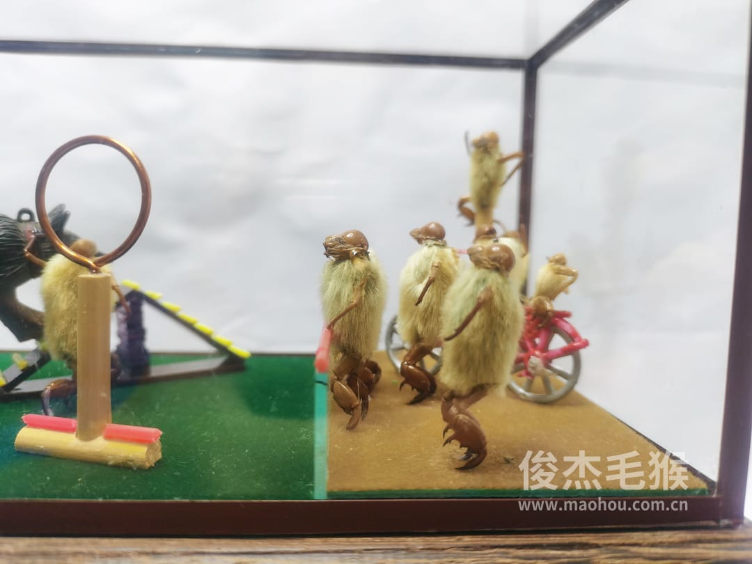 杂技跳圈_中型北京毛猴作品_鸡翅木木托+方形玻璃罩2.jpg