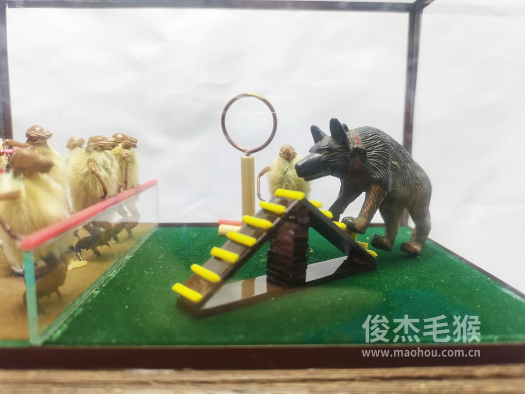 杂技跳圈_中型北京毛猴作品_鸡翅木木托+方形玻璃罩4.jpg